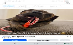 Presa Canario dogs for sale: Gorgeous pressa canario  - Advert 3