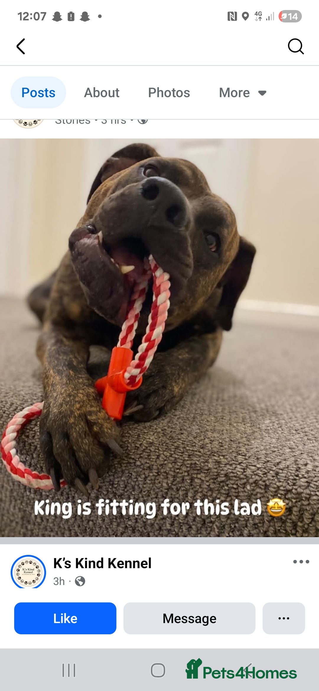 Presa Canario dogs for sale: Gorgeous pressa canario  - Advert 3