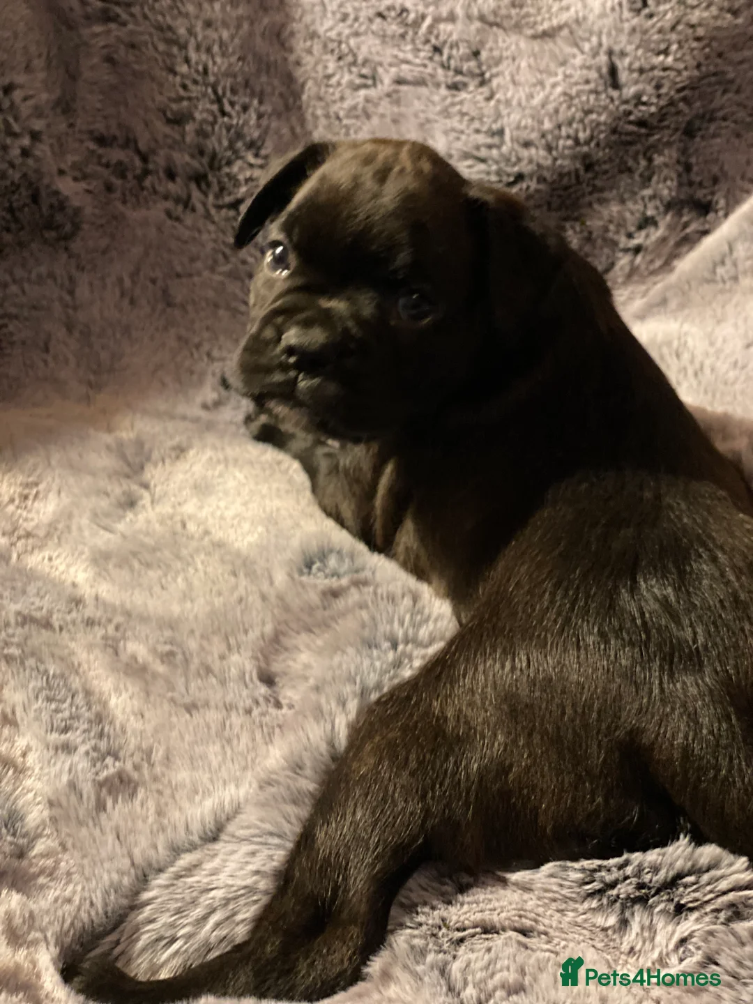 Mixed Breed dogs for sale: 🧬Kc reg mum black boxer & mini boxer pups 🤩 8wk - Advert 15
