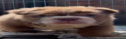 English Bulldog dogs for sale: READY TO LEAVE Fluffy English Bulldog Puppies - Advert 10