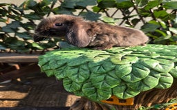 Mini Lop rabbits for sale: Pure bred Mini Lop Bunnies - Image 10