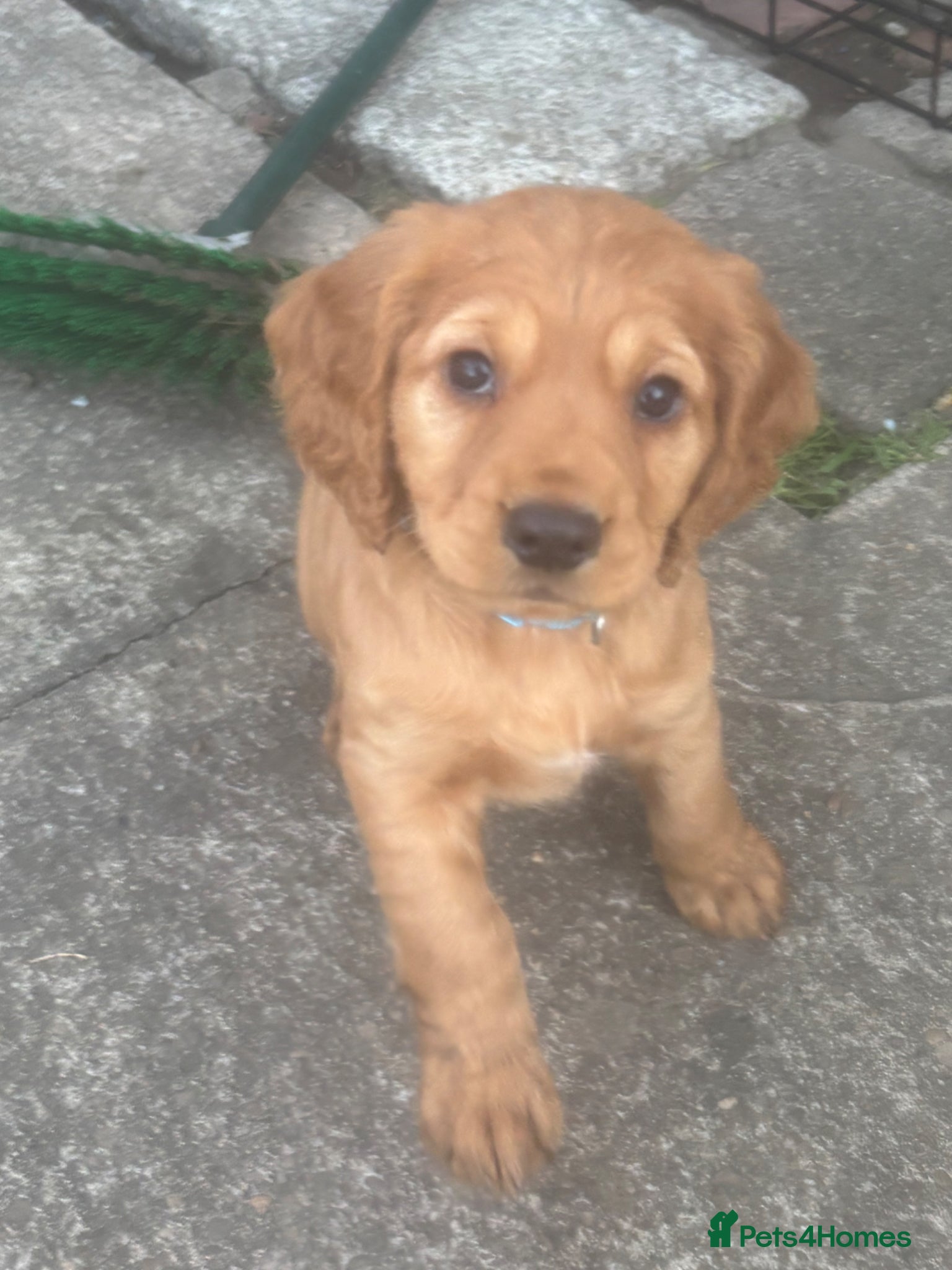 Cocker Spaniel dogs *READY NOW* KC Reg. Working Cocker Spaniels  - Advert 14