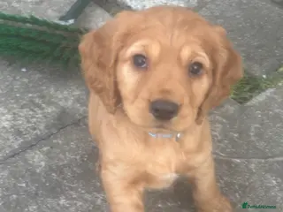 Cocker Spaniel dogs *READY NOW* KC Reg. Working Cocker Spaniels - Advert 18