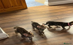 Bengal cats for sale: Available Pure Bengal kittens now! ♥️ - Image 7