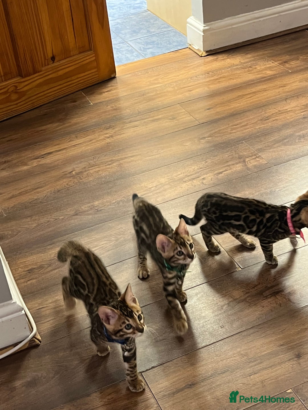 Bengal cats for sale: Available Pure Bengal kittens now! ♥️ - Image 7