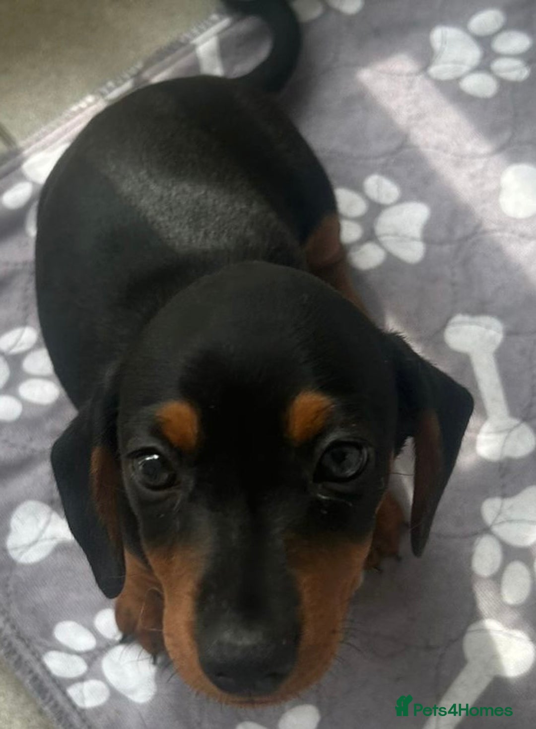 Dachshund dogs for sale: 2 beautiful miniature dachshund - Image 5