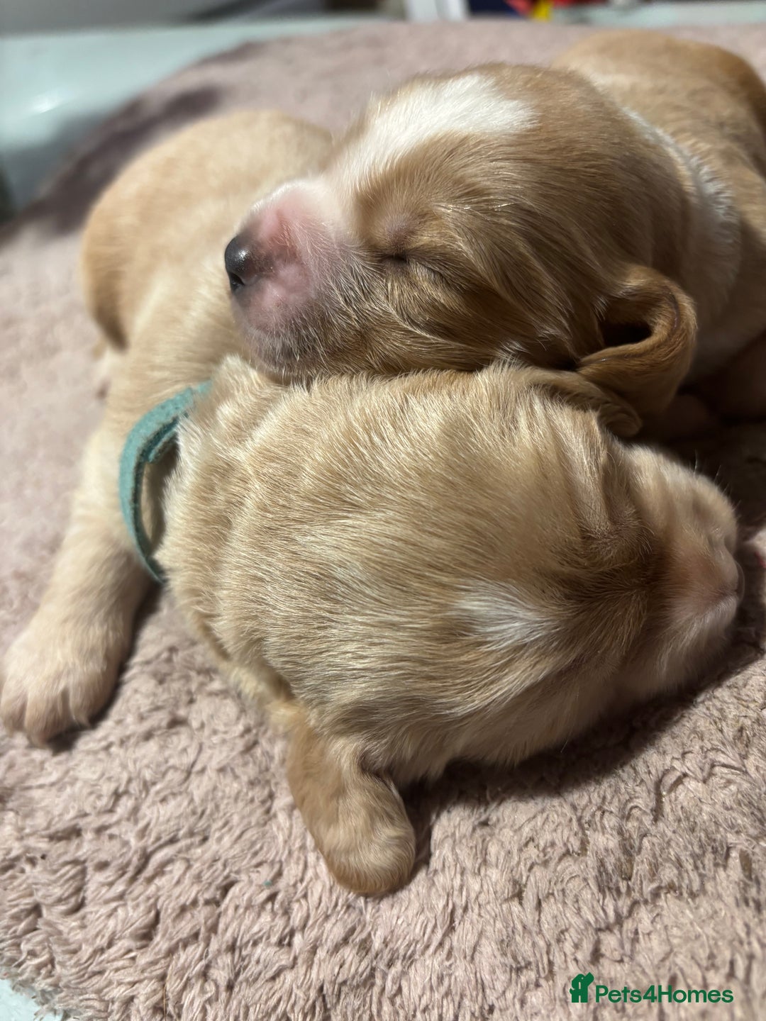 Cocker Spaniel dogs for sale: 6 beautiful cocker spaniels ALL DEPOSIT PAiD - Advert 28