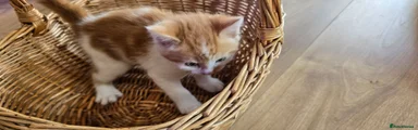 Ruby - Ginger & White (Short-haired) Boy