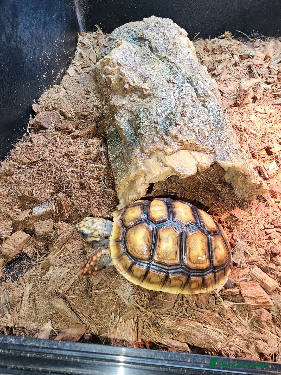 Tortoise reptiles for sale: Red Footed Tortoise for sale to a good home - Advert 3