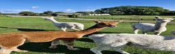 Alpaca livestock for sale: Male Alpaca, 14months old, lovely  calm nature  in Driffield - Advert 5