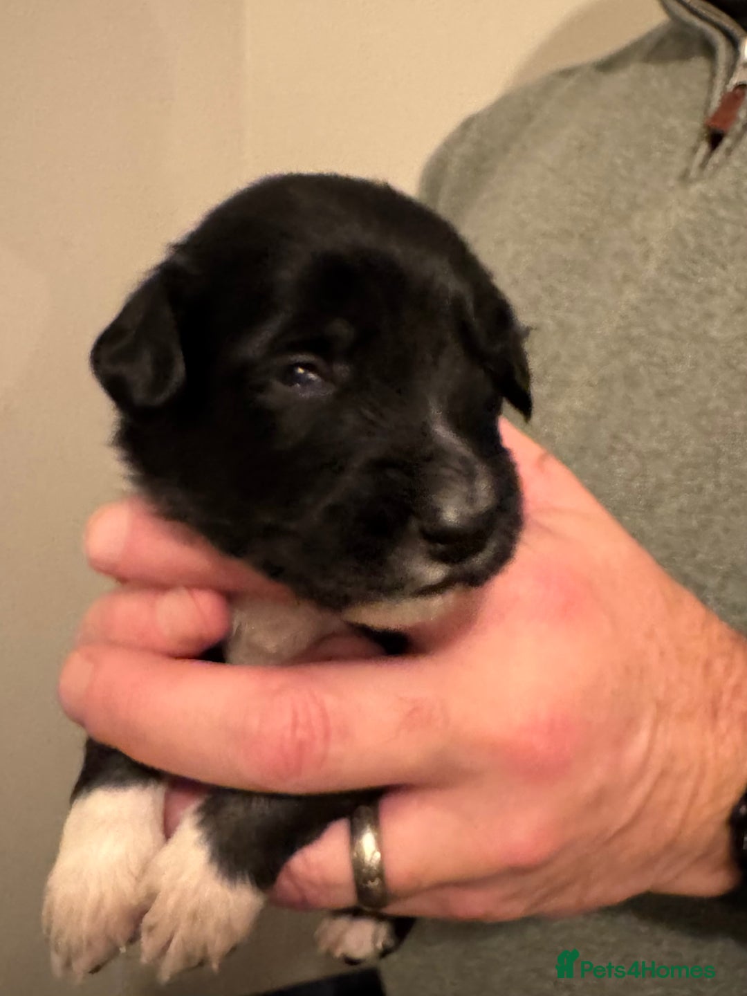 Bordoodle dogs for sale: 🐾 Beautiful Bordoodle Puppies Available 🐾 - Advert 31