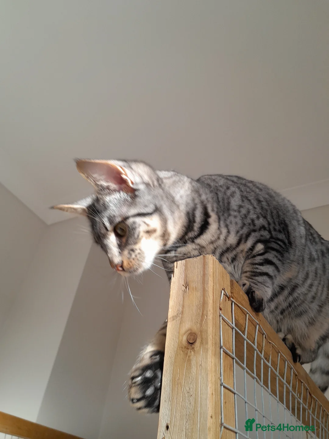 Savannah cats for sale: Pedigree F5 TICA Reg Savannah Girl Kitten - Advert 6