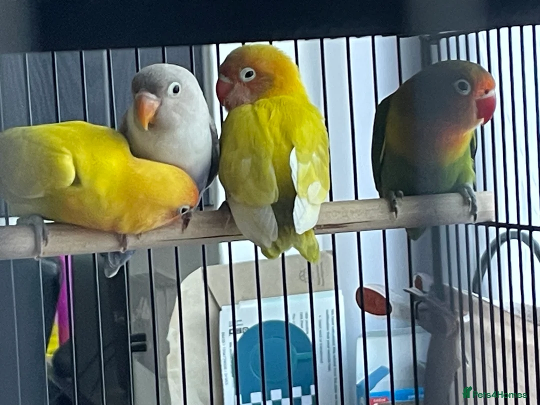 Lovebirds birds for sale: Lovebirds For Sale - Advert 7