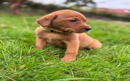 Labrador Retriever dogs for sale: Fox Red Labrador Retrievers - Image 12