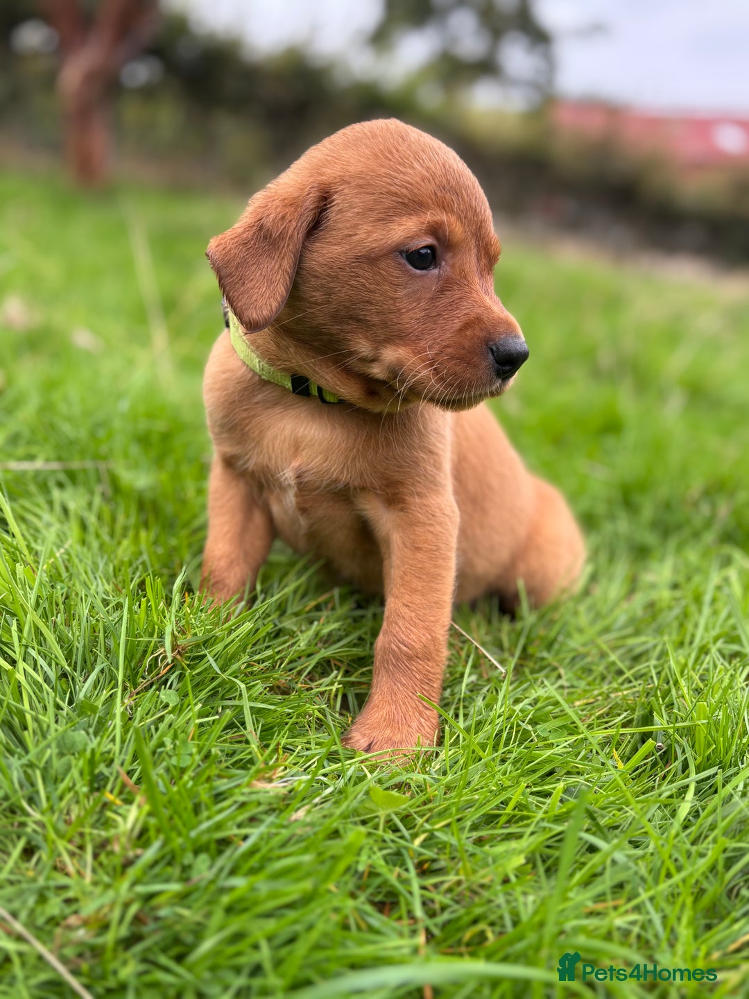 Labrador Retriever dogs for sale: Fox Red Labrador Retrievers - Image 12