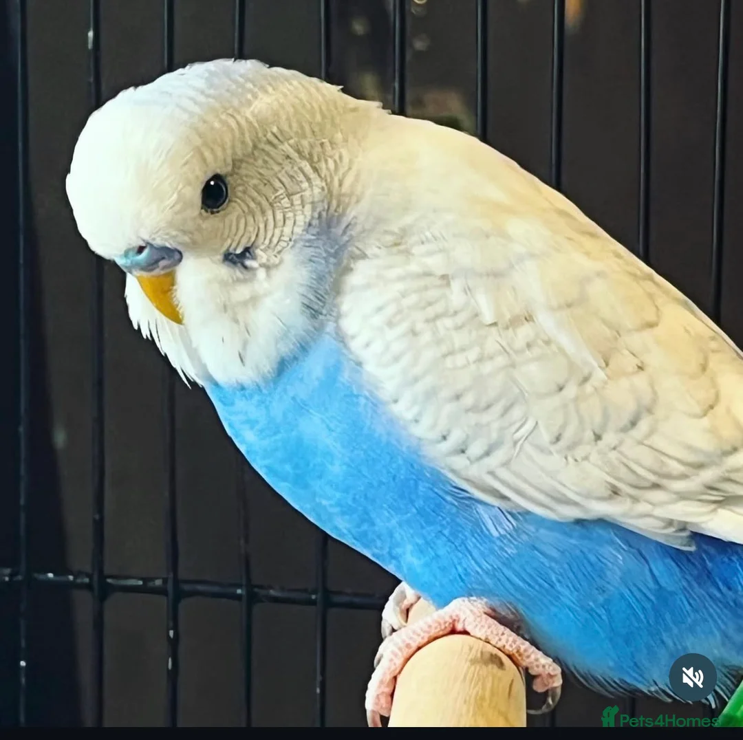 Budgerigars birds for sale: 4 Budgies  in Wellington - Advert 1