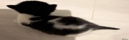 Mixed Breed cats for sale: Kittens - Advert 8