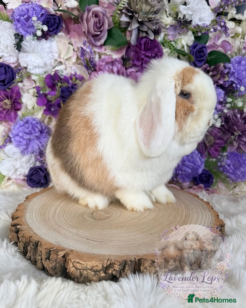 Mini Lop rabbits 💜 Purebred Mini Lops Ready Now 💜 xxx - Advert 2