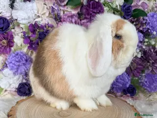 Mini Lop rabbits 💜 Purebred Mini Lops Ready Now 💜 xxx - Advert 3