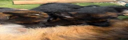 German Shepherd dogs for sale: Long hair Czech/Polish German Sherpard - Advert 7