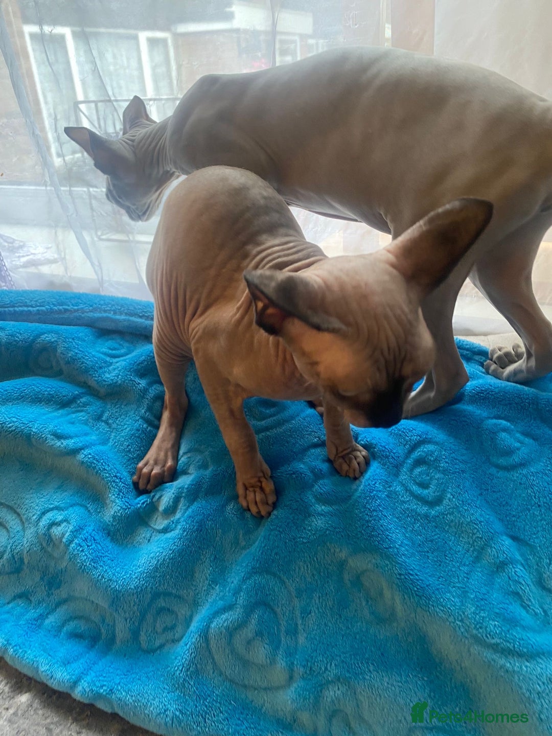 Sphynx cats for sale: Sphinx kitten ready now - Image 16