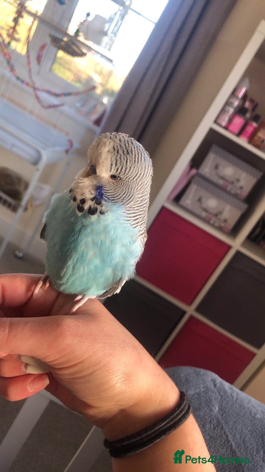 Budgerigars birds Male budgie for sale - Advert 1