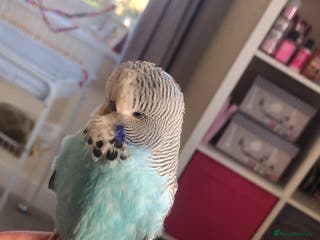 Budgerigars birds Male budgie & cage for sale - Advert 9