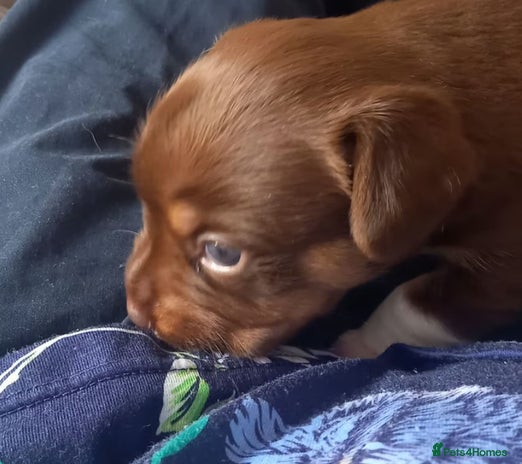 Jack Russell dogs - Advert 13