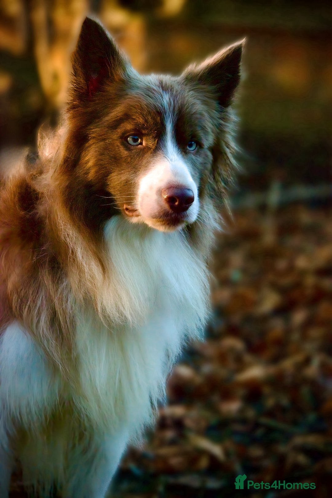 Border Collie dogs for stud: Fully health tested lilac duel KC/ISDS For stud  in Boston - Image 3