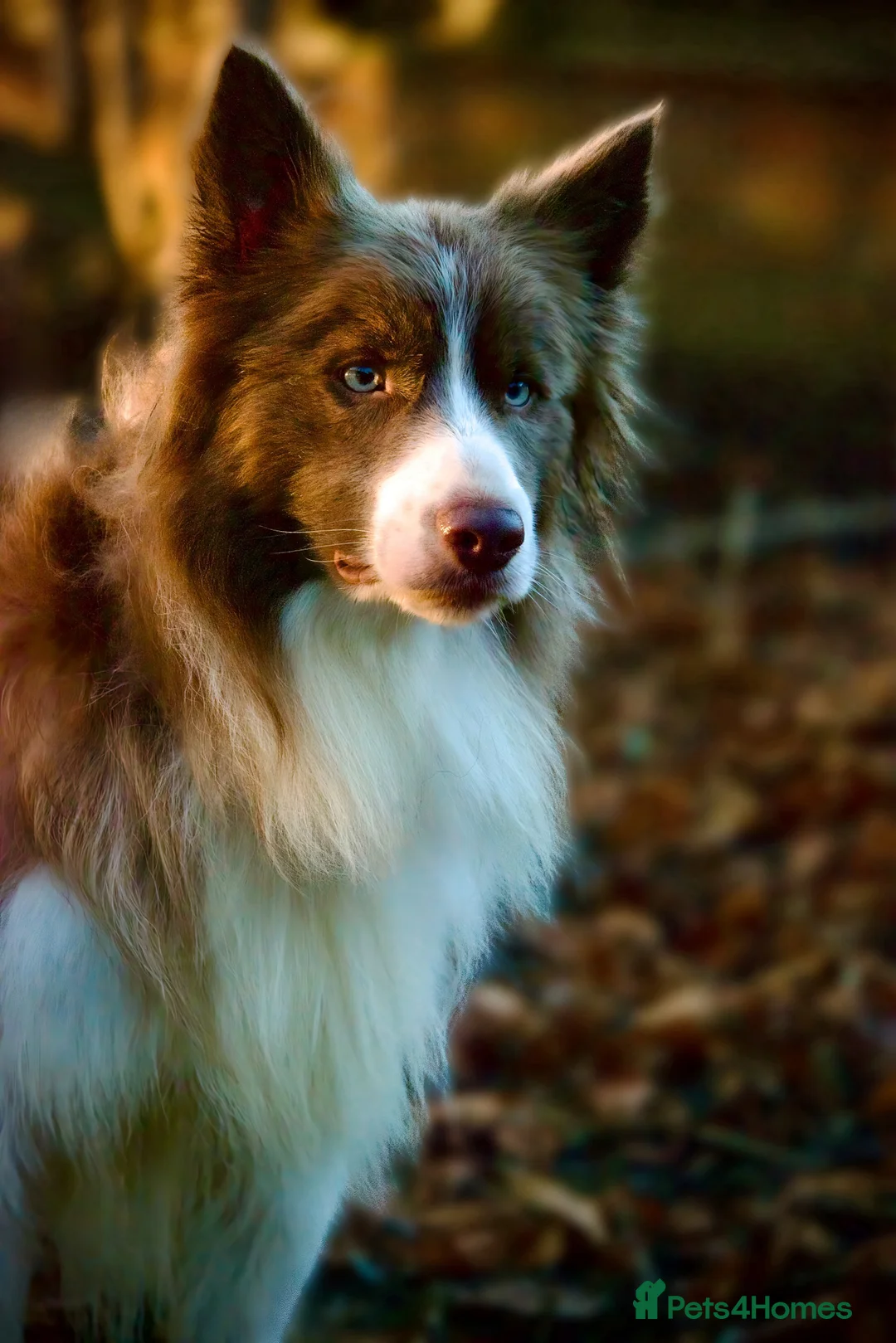 Border Collie dogs for stud: Fully health tested lilac duel KC/ISDS For stud  in Boston - Advert 3