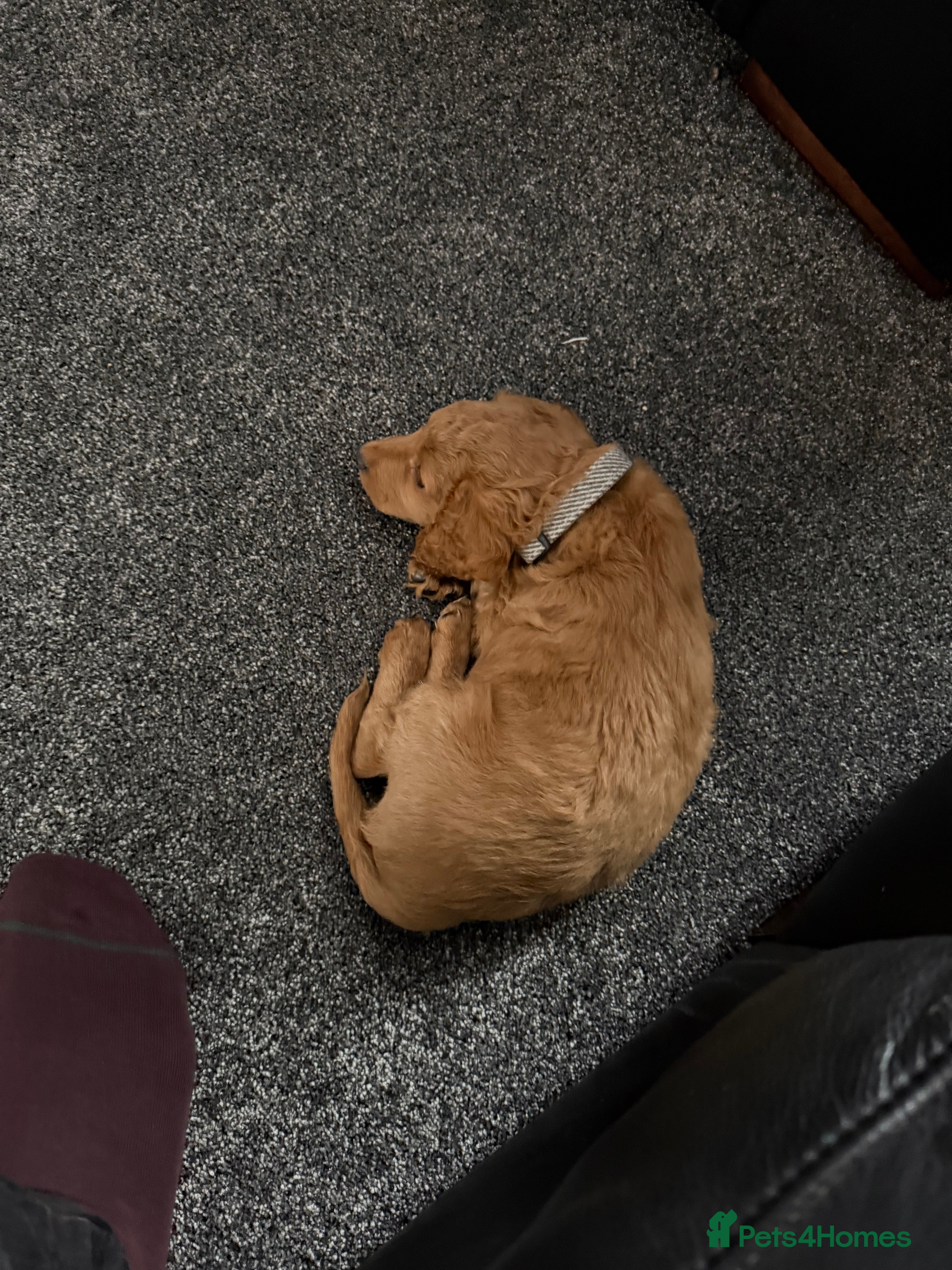 Cockapoo dogs Male cockapoo - Advert 3