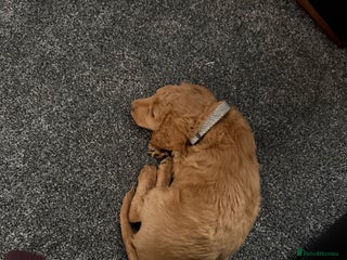 Cockapoo dogs Male cockapoo - Advert 3