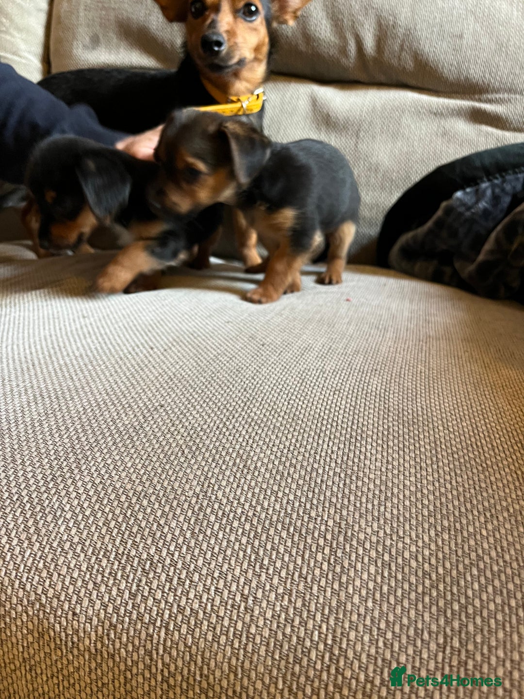 Jack Russell dogs for sale: Jack Russell puppies for sale - Advert 21