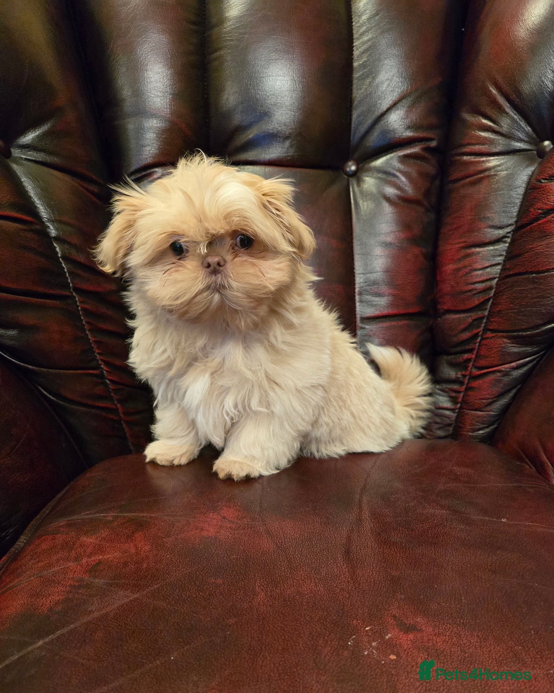 Shih Tzu dogs for sale: Stunning shih tzu - Advert 32