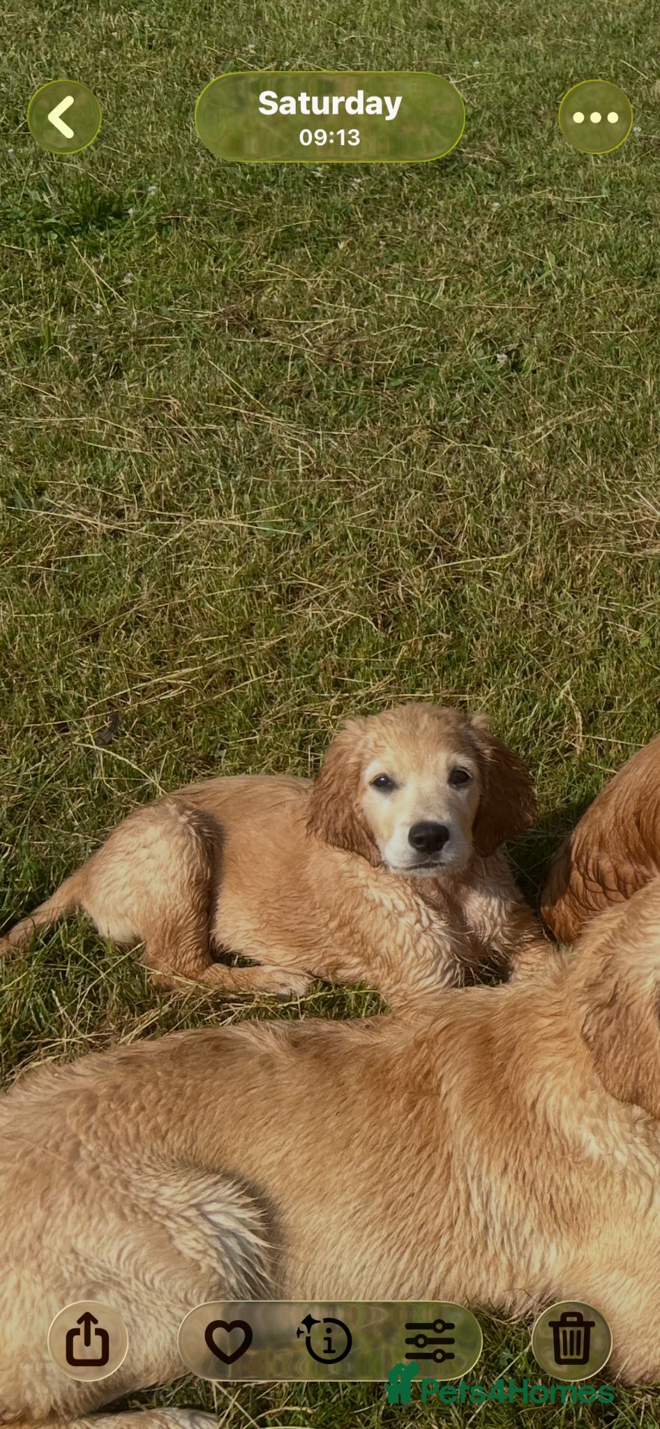 Mixed Breed dogs Dakota sports retriever. Only Mr Red left. 😮  - Advert 1