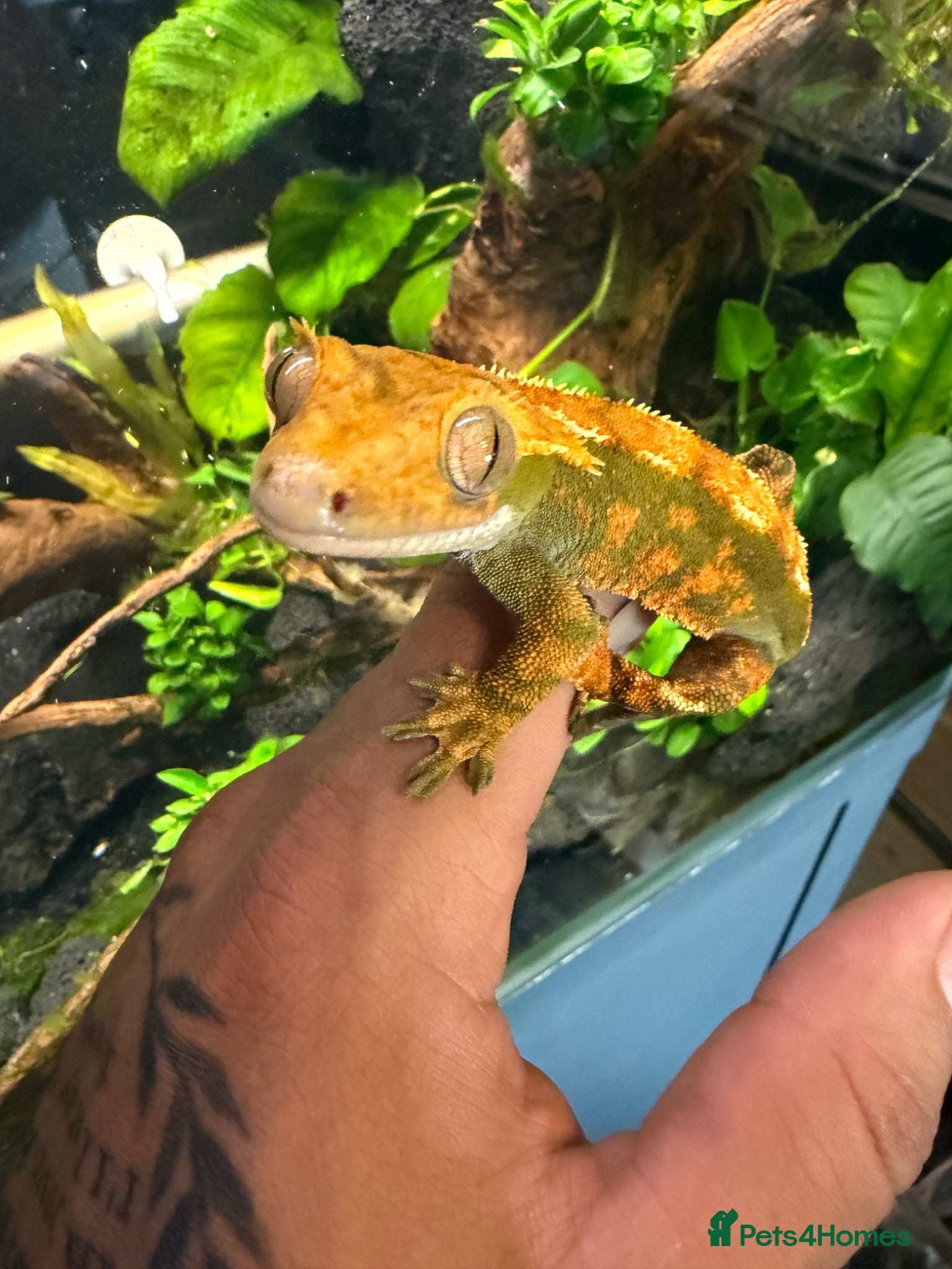Gecko reptiles Crested Gecko  - Advert 2