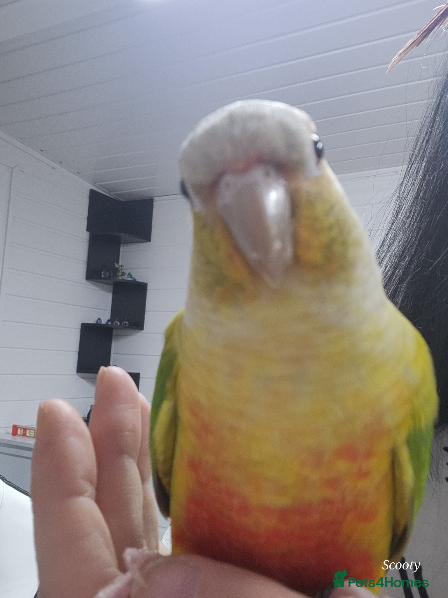Conures birds Beautiful pineapple greencheek conure female - Advert 1
