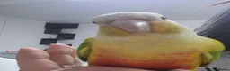 Conures birds for sale: Beautiful pineapple greencheek conure female - Advert 1