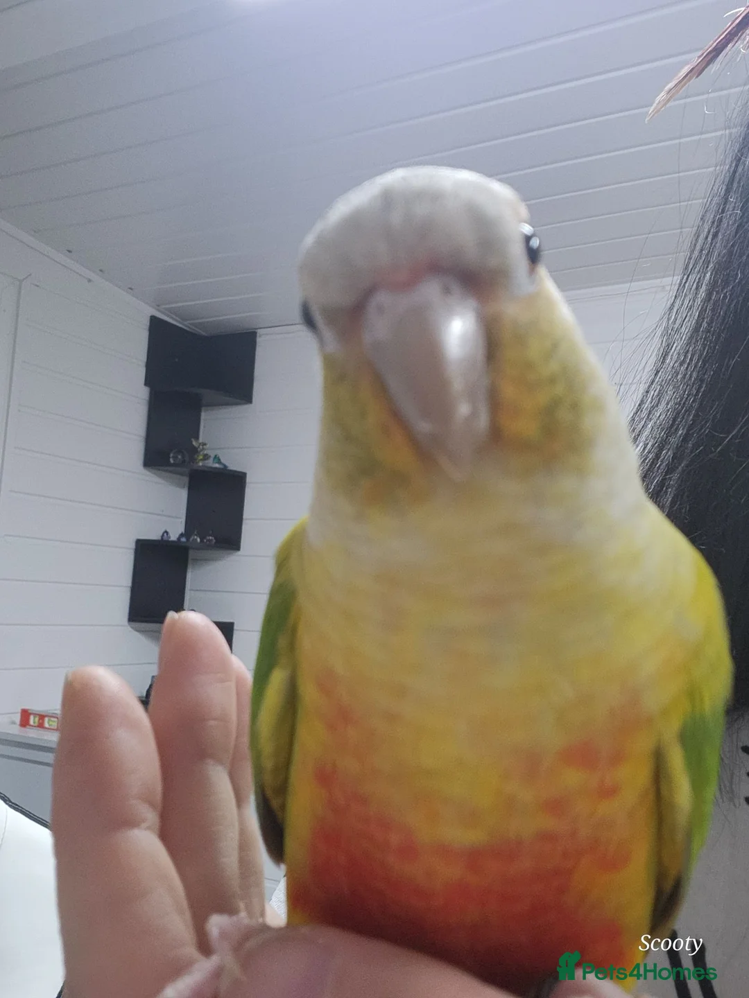 Conures birds for sale: Beautiful pineapple greencheek conure female - Advert 1