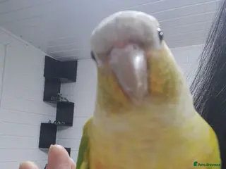 Conures birds Beautiful pineapple greencheek conure female - Advert 1