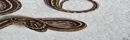 Corn Snake reptiles for sale: Various baby corn snakes unsexed x13 Bolton - Advert 14