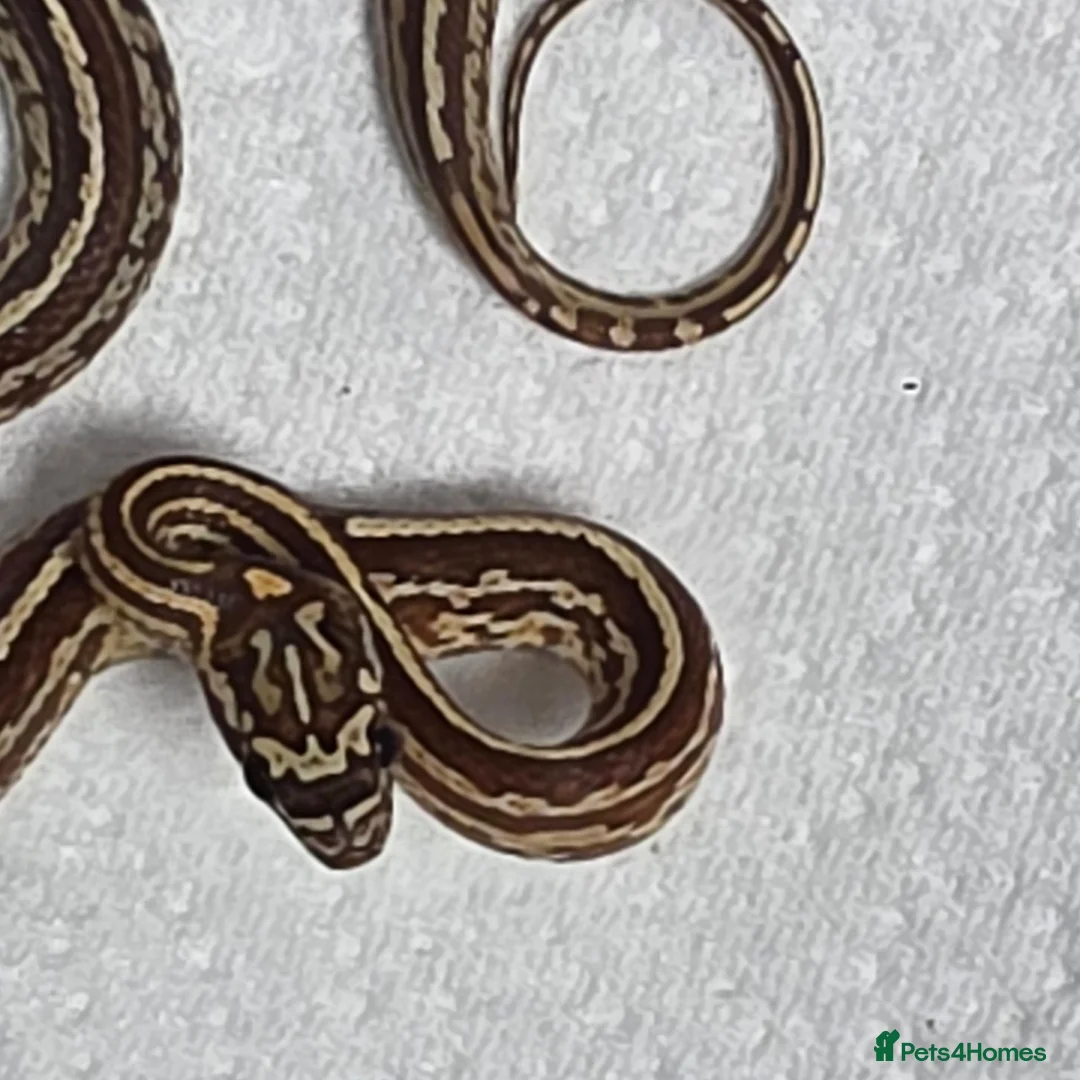 Corn Snake reptiles for sale: Various baby corn snakes unsexed x13 Bolton - Advert 14