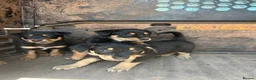Australian Kelpie dogs for sale: Mixed Litter Kelpie Pups in Brecon - Advert 8