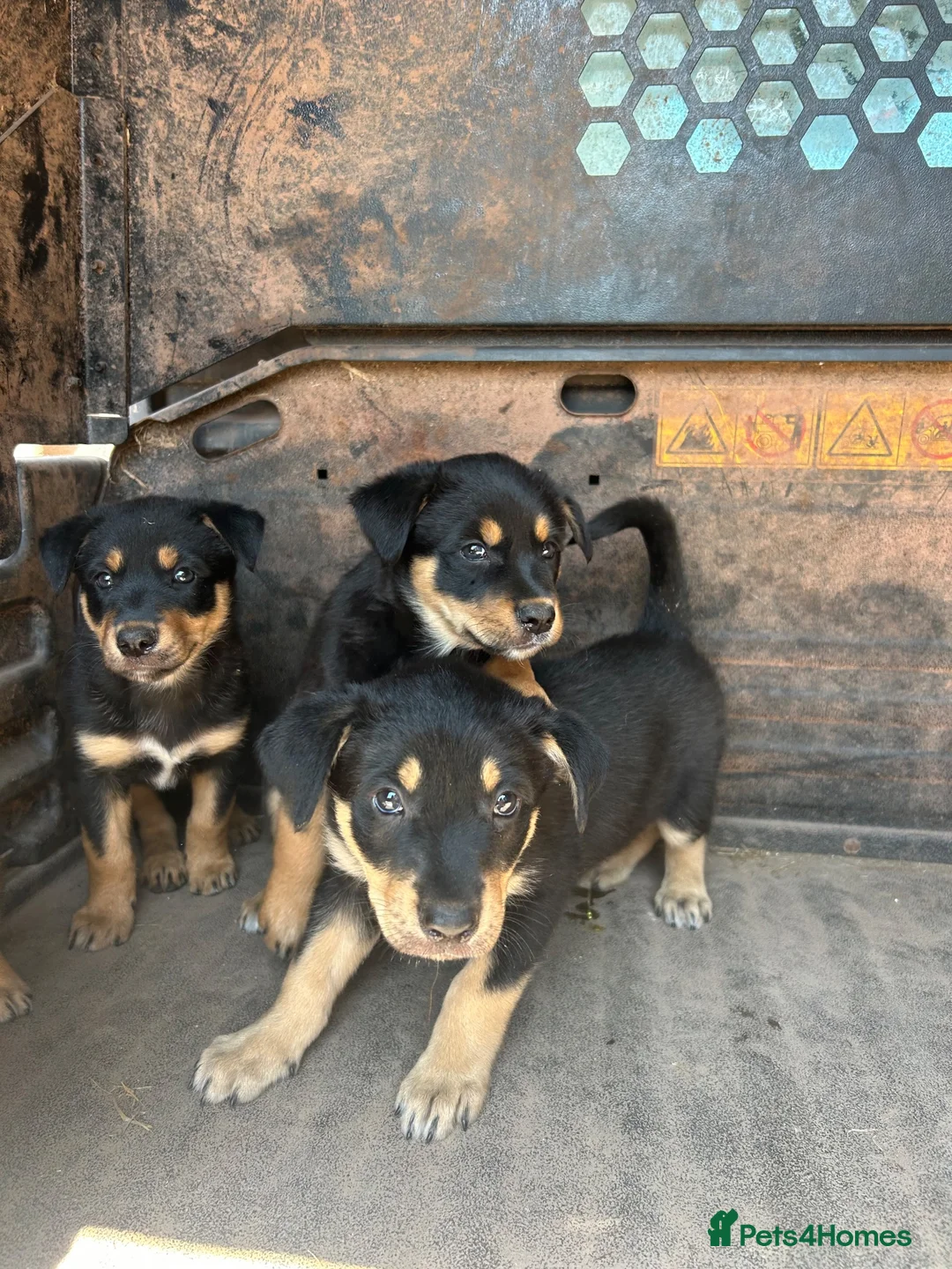 Australian Kelpie dogs for sale: Mixed Litter Kelpie Pups in Brecon - Advert 8