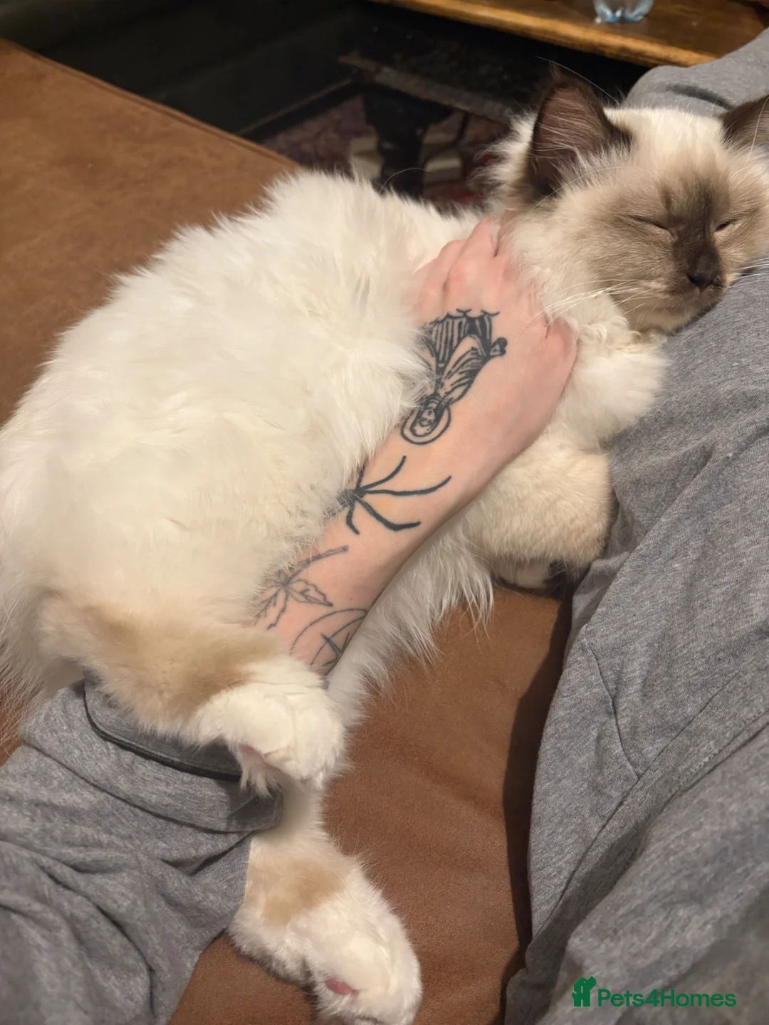 Birman cats for sale: Beautiful Birman Boy in London - Advert 2