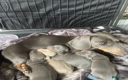 Miniature Dachshund dogs for sale: Miniature Dachshunds - Image 3