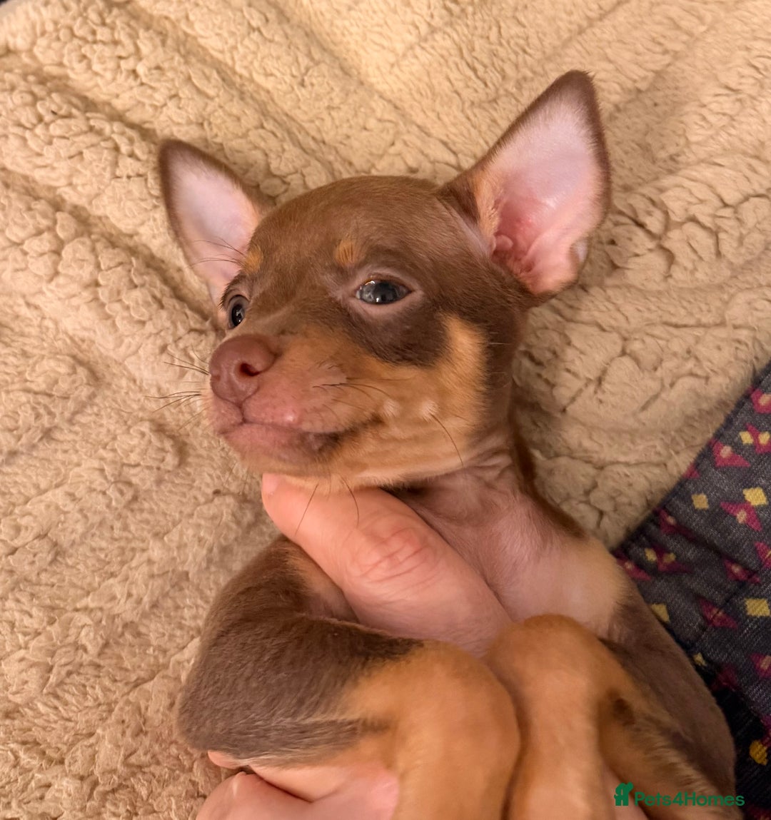 Russian Toy Terrier dogs for sale: Cutest little friend for life  - Advert 27