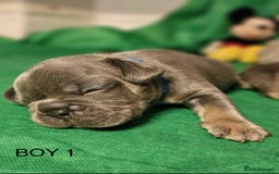 French Bulldog dogs for sale: Beautiful KC registered french bulldog puppies  - Image 5