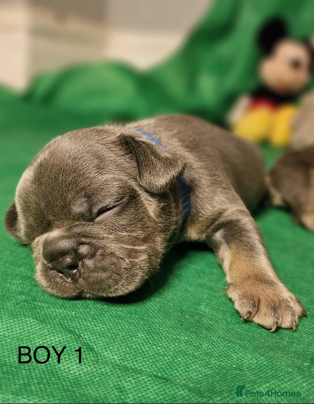 French Bulldog dogs for sale: Beautiful KC registered french bulldog puppies  - Image 5
