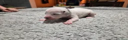 Dalmatian dogs for sale: Stunning Pure Dalmation Puppies  - Advert 34